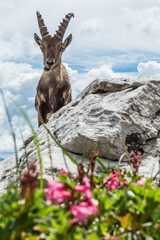 stambecco di Claut