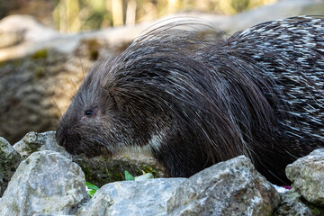 Indian crested Porcupine, Hystrix indica in a german nature park