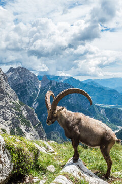 stambecco di Claut 5