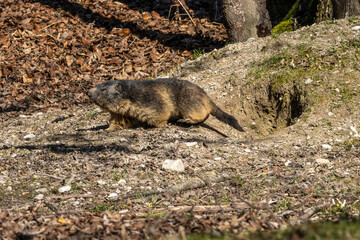 Alpine marmot, marmota marmota, in a German park