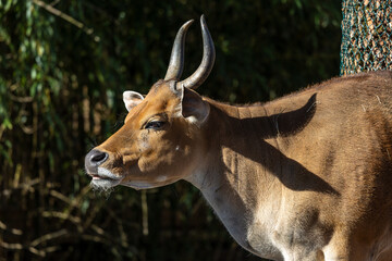 Banteng, Bos javanicus or Red Bull is a type of wild cattle.
