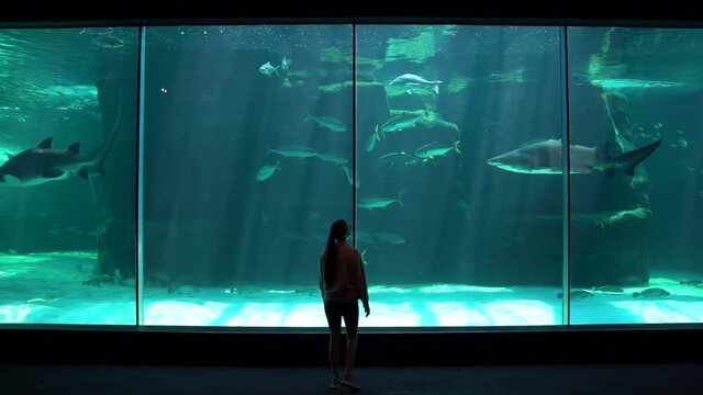 Wide shot of a women walking towards huge aquarium as sharks and other fish swim past