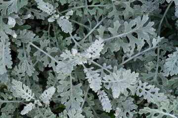 top down view of silver color Senecio cineraria plant background