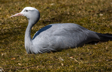 The Blue Crane, Grus paradisea, is an endangered bird