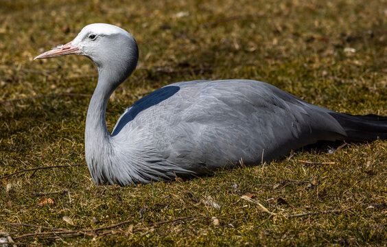 The Blue Crane, Grus paradisea, is an endangered bird
