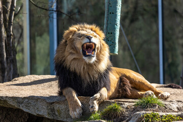 The lion, Panthera leo is one of the four big cats in the genus Panthera