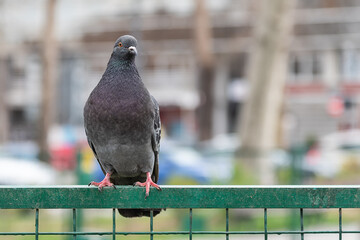 Pigeon on a Metal Fence in the Public Park. Focus of Pigeon cling on Iron rail in park with city Background