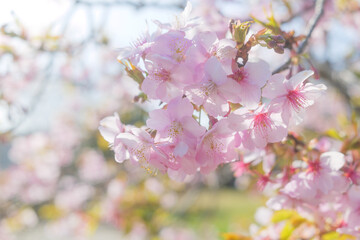 Cherry blossom petals swaying in the breeze in the spring sunshine