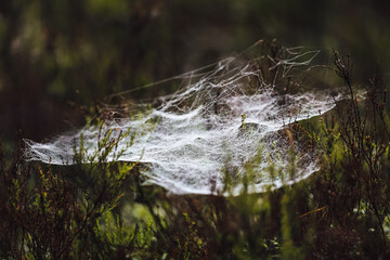 Spider's web mistery