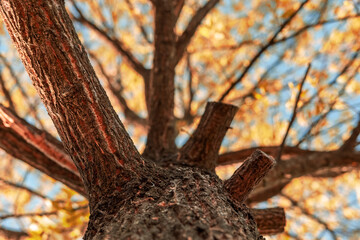 an tree in autumn with yellow leaves from a different angle in Beppu Japan