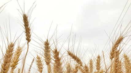 Obraz premium yellow awn of grain field
