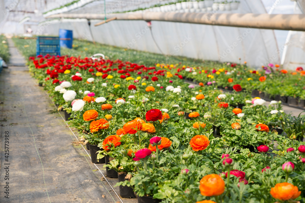 Wall mural Industrial growth of pink roses in a Dutch greenhouse