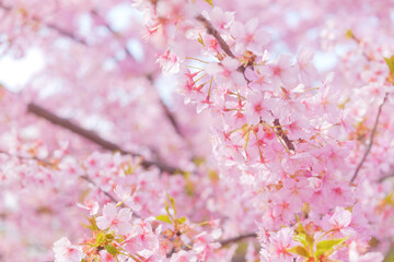 Fototapeta premium Cherry blossom petals swaying in the breeze in the spring sunshine