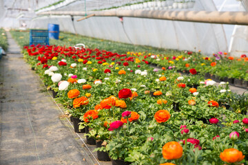 Industrial growth of pink roses in a Dutch greenhouse