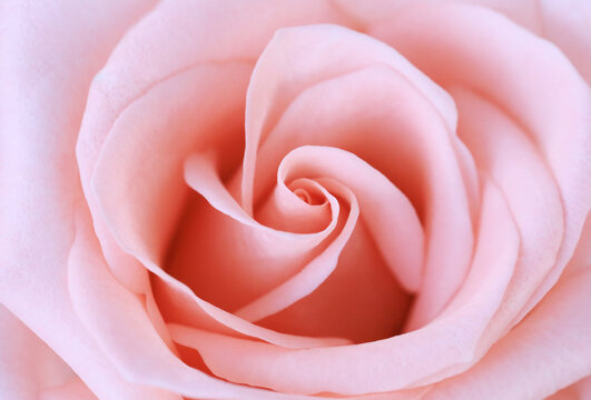 Pink rose flower close up for background and soft focus.
