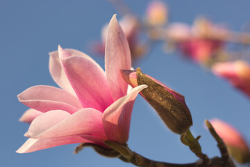 Fototapeta na wymiar Close-up of a pink Magnolia Grandiflora, umbrella tree flower, against a pastel blue sky with selective focus. Spring branch