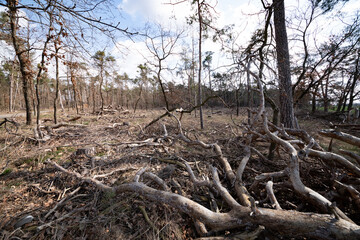 Wald, Sturmschaden