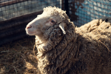 adult lamb close-up in a cage with straw outdoors