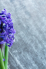 Hyacinth common or Dutch hyacinth flowers on a dark wooden background . The concept of hello spring. Minimal concept. Postcard, Floral background,