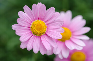 Obraz premium Isolated purple daisy flowers, pink Chrysanthemum Daisies with dark blurry bokeh