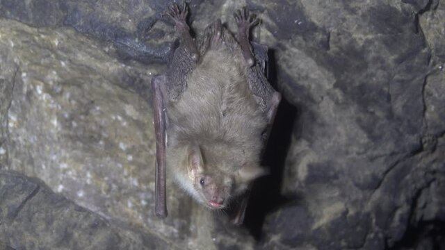 Lesser mouse-eared bat (Myotis blythii) in an artificial cave, North Caucasus, wintertime. Males of this species hibernate singly