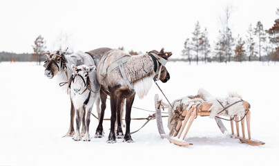 Group of reindeer with wooden sleds in the snow in Siberian taiga. Holiday Day of the reindeer northern peoples Khanty and Mansi.