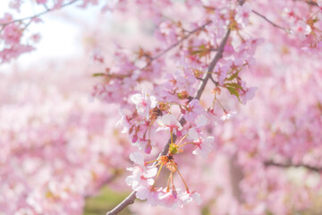 Cherry blossom petals swaying in the breeze in the spring sunshine