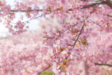 Cherry blossom petals swaying in the breeze in the spring sunshine