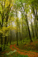 autumn in the forest