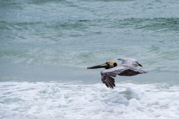 Brown pelican gliding just above the surf of the Gulf of Mexico in Gulf Shores, Alabama, USA