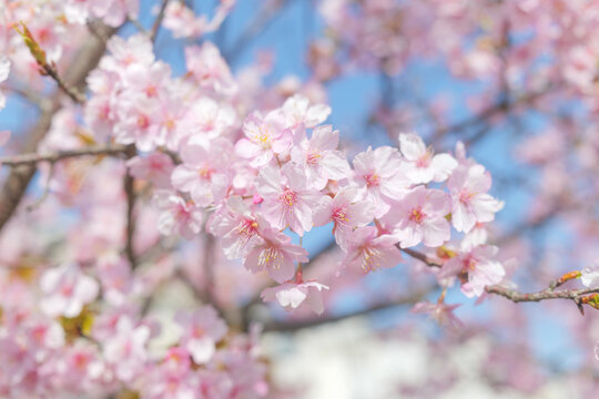 Cherry blossom petals swaying in the breeze in the spring sunshine