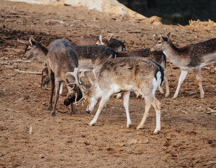 beautiful deers standing in a forest