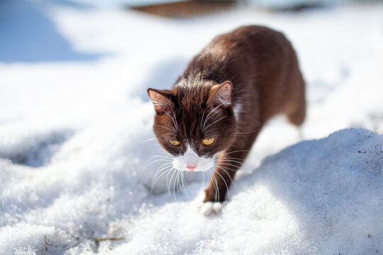 A brown, fluffy cat makes its way through snowdrifts in winter.
