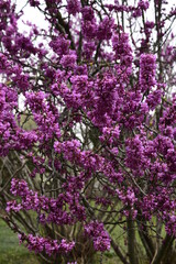 pink blossom