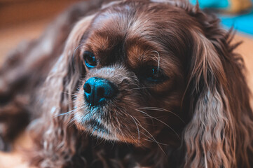 cavalier king charles spaniel puppy
