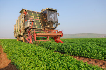 Agriculture machinery chops herbs in a green agricultural field.