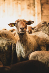 Shot of a herd of young sheeps and lambs