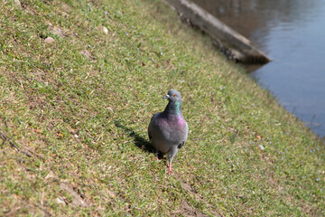 Grey pigeon walking on the shore of lake with green grass in a sunny day, frontal view.