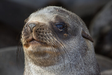 Cute baby seal face portrait