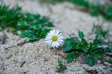 daisy flower on the sand