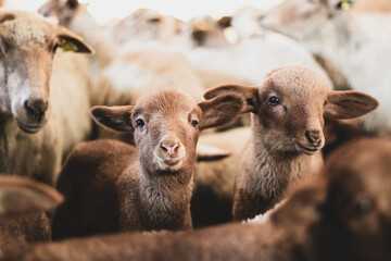 Shot of a herd of young sheeps and lambs