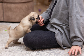 A girl and a cute pug puppy are playing on a light carpet. The puppy bites the girl's finger.