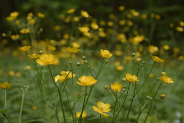 yellow flowers in the field