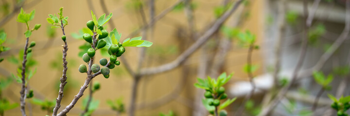 Figs on the branch of a fig tree.