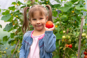 harvesting tomatoes on a family farm. a little child girl in a blue denim jacket holds a ripe tomato in her hand and smiles