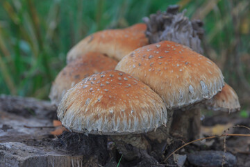large brown mushrooms growing on a tree stump