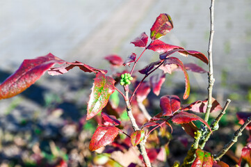 red and yellow leaves