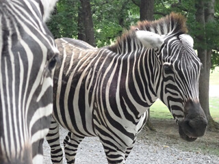 Fototapeta na wymiar Zebra outdoors 