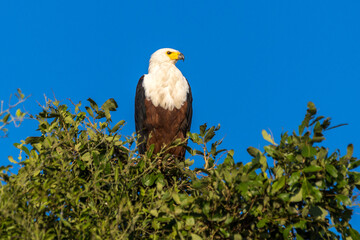 African fish-eagle perched on top of a tree against the blue sky