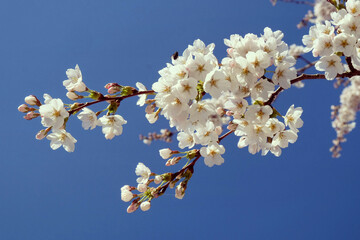 White cherry blossom in flower during the spring